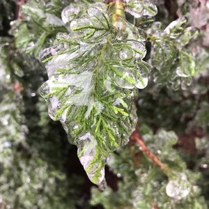 Meet your Posher, Chandelle